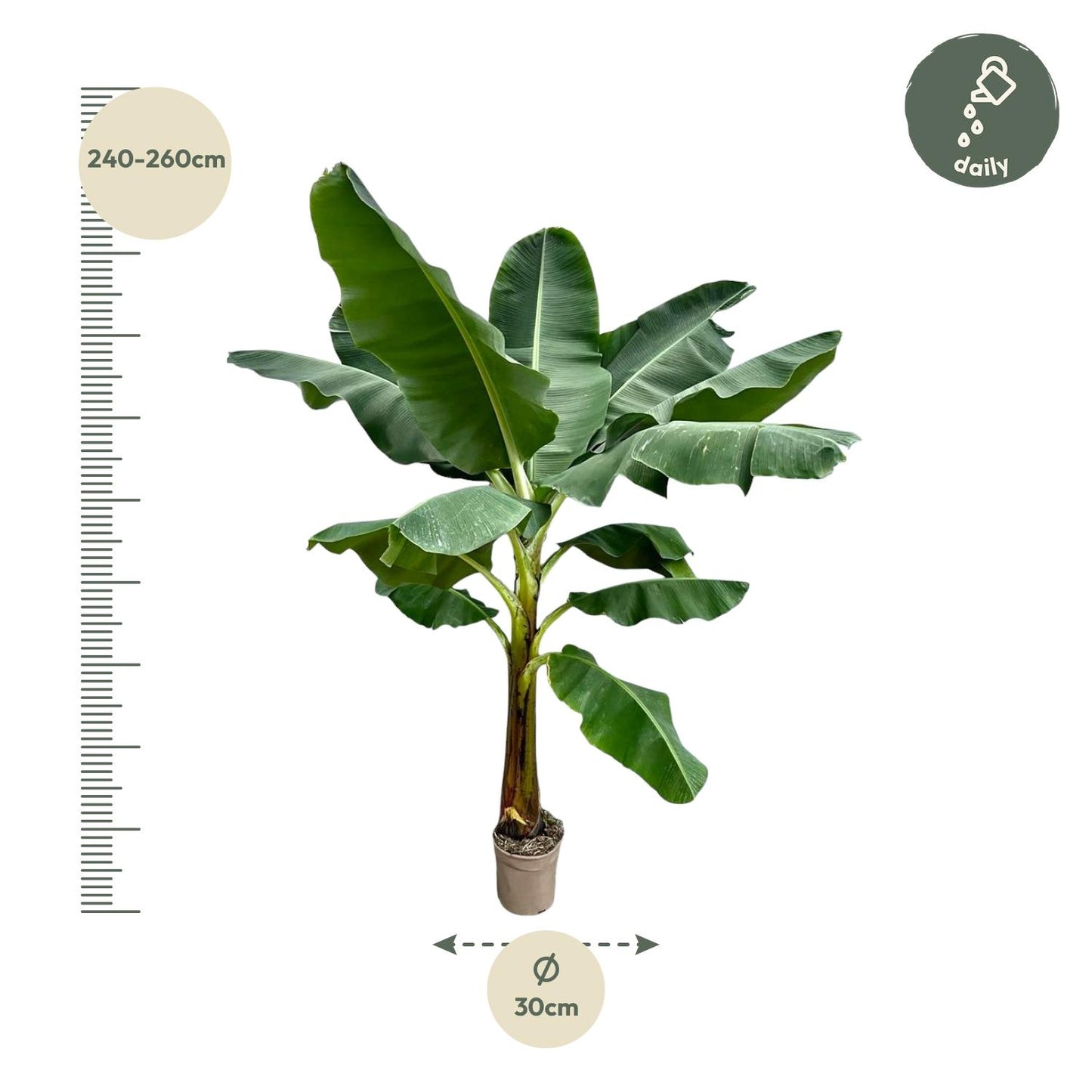 Bananenpflanze (Musa) – 250 cm, Ø 30 cm