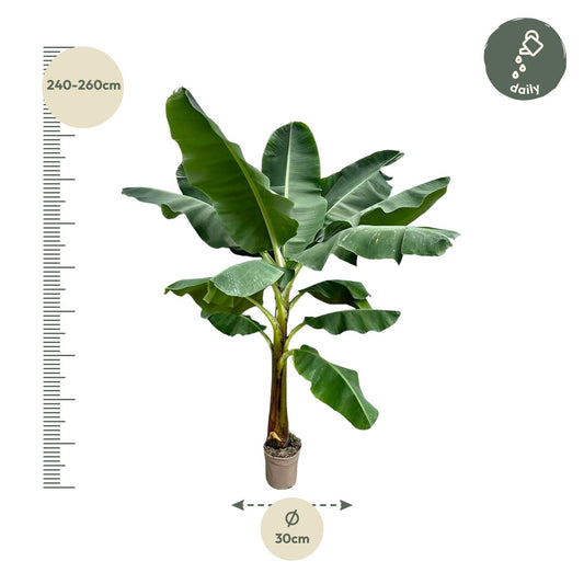 Bananenpflanze (Musa) – 250 cm, Ø 30 cm