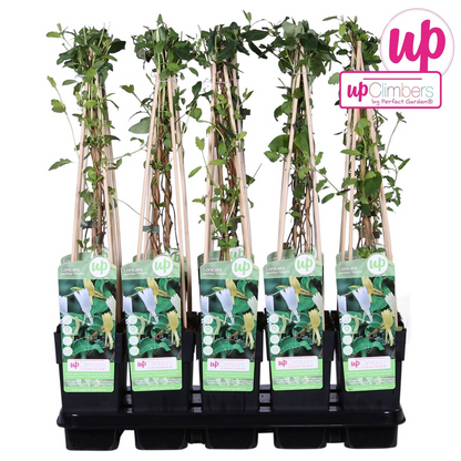 Lonicera japonica 'Halliana' – Weißes Geißblatt Ø15cm