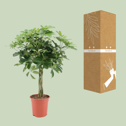 Schefflera Arboricola Nora – Pflegeleichter Schirmbaum Ø19cm, 75cm hoch