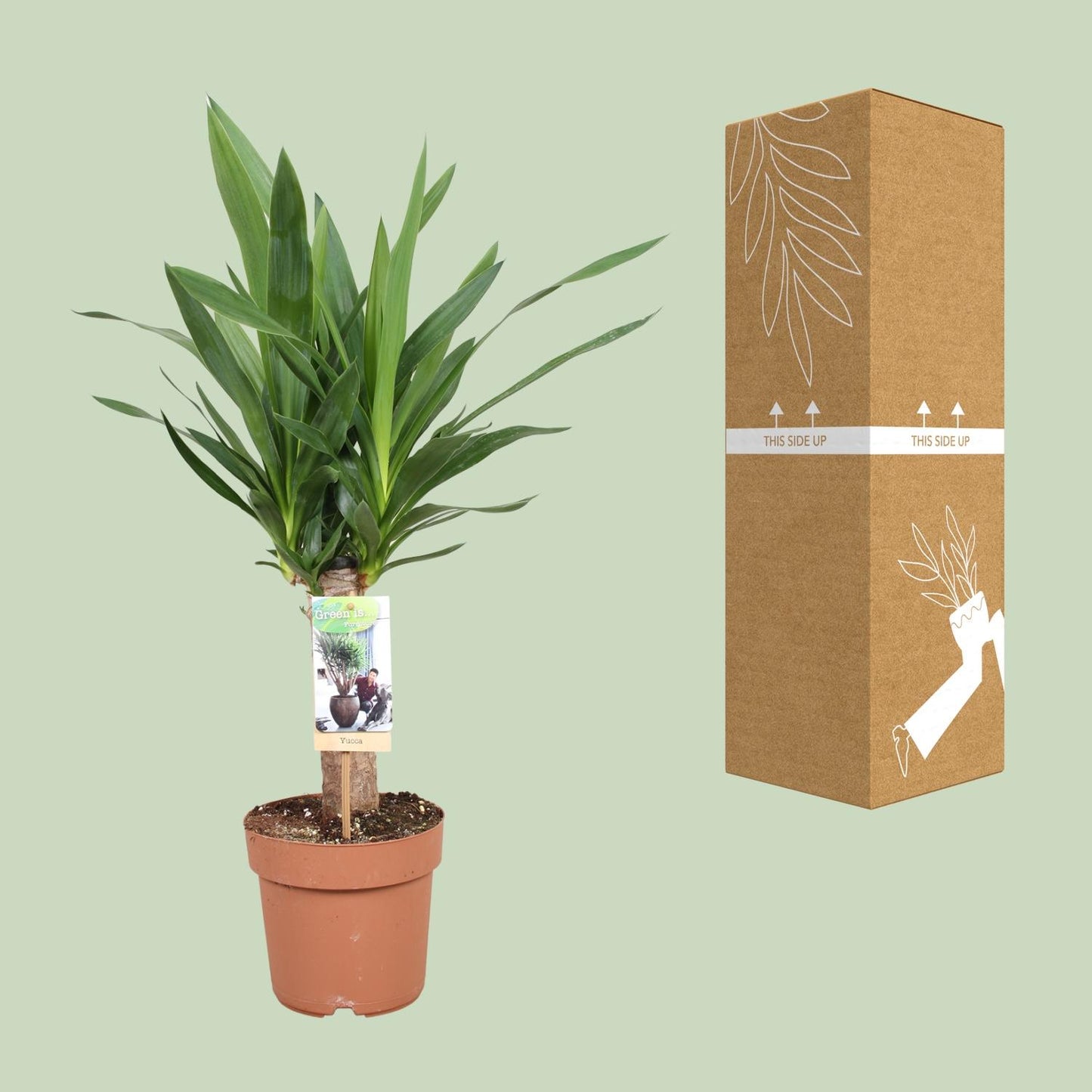 Yucca Elephantipes Ø17cm – Pflegeleichte Zimmerpflanze bis 60cm