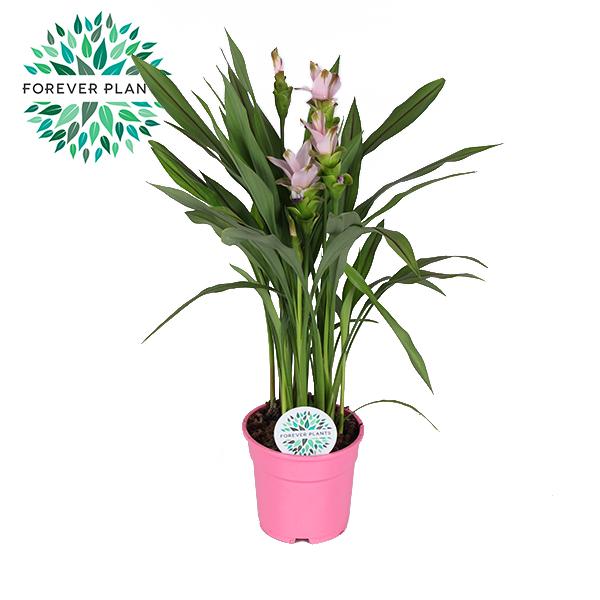 Curcuma Siam Sweet – Trendige, pflegeleichte Zimmerpflanze Ø17cm