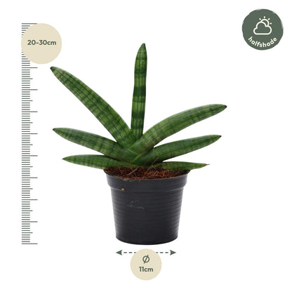 Sansevieria Skyline – Pflegeleichter Bogenhanf 25 cm