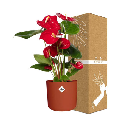 Anthurium Red 12cm im ELHO b.for soft rond 14cm Topf