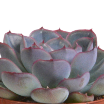 Echeveria-Mischung 3er Set im Terrakotta-Topf 8,5 cm