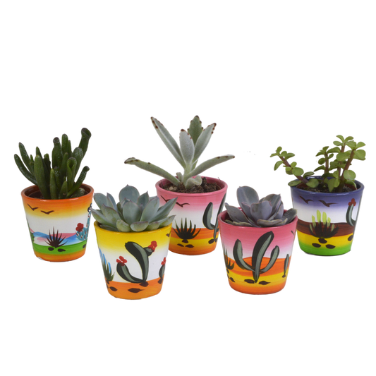 Sukkulenten-Mischung 5er Set in handbemalter Vase