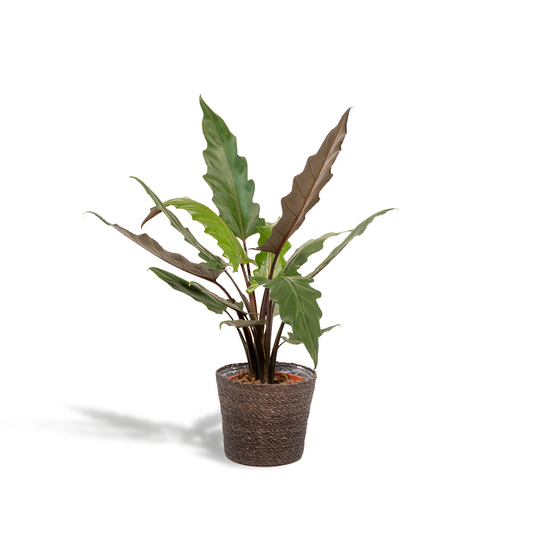 Alocasia Lauterbachiana Ø19cm mit Korb Igmar – Pflegeleicht & Luftreinigend