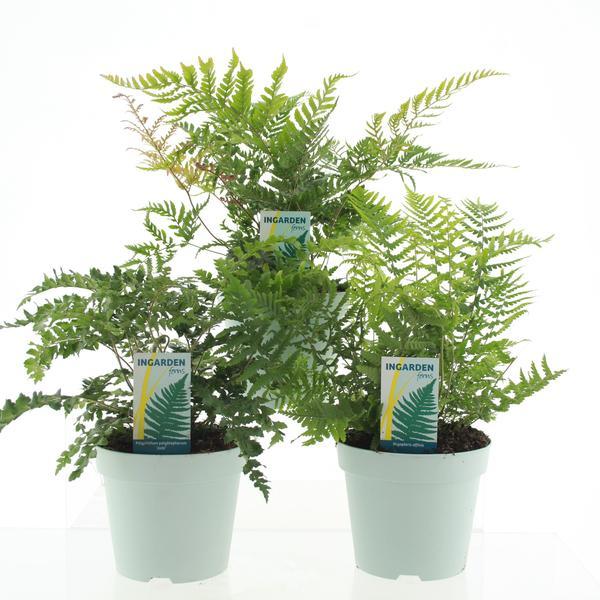 Buitenvarens Mix – 3 pflegeleichte Farne Ø17cm
