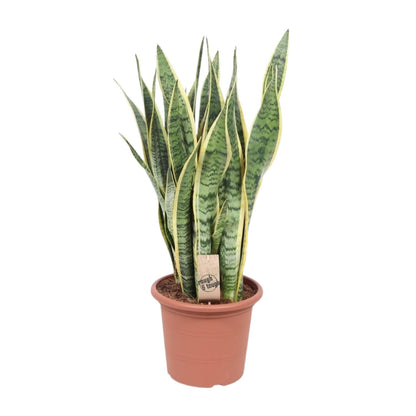 Sansevieria Trifasciata Laurentii – Pflegeleichte Schlangenpflanze Ø25cm