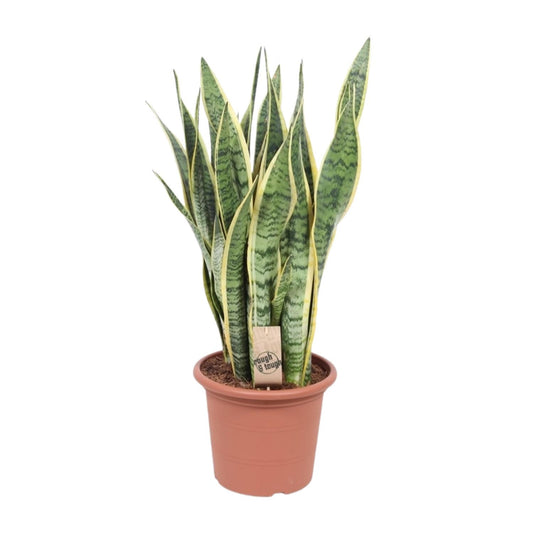 Sansevieria Trifasciata Laurentii – Pflegeleichte Schlangenpflanze Ø25cm