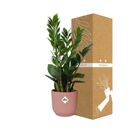 Zamioculcas – Pflegeleichte ZZ-Pflanze im ELHO Vibes Fold Topf 14cm rosa