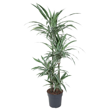 Dracaena Warneckei – Pflegeleichte Zimmerpflanze 145 cm