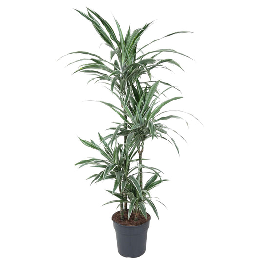 Dracaena Warneckei – Pflegeleichte Zimmerpflanze 145 cm