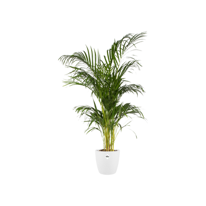 Pot elho Brussels Round Weiß Ø30 x H27 cm – Moderner Pflanztopf
