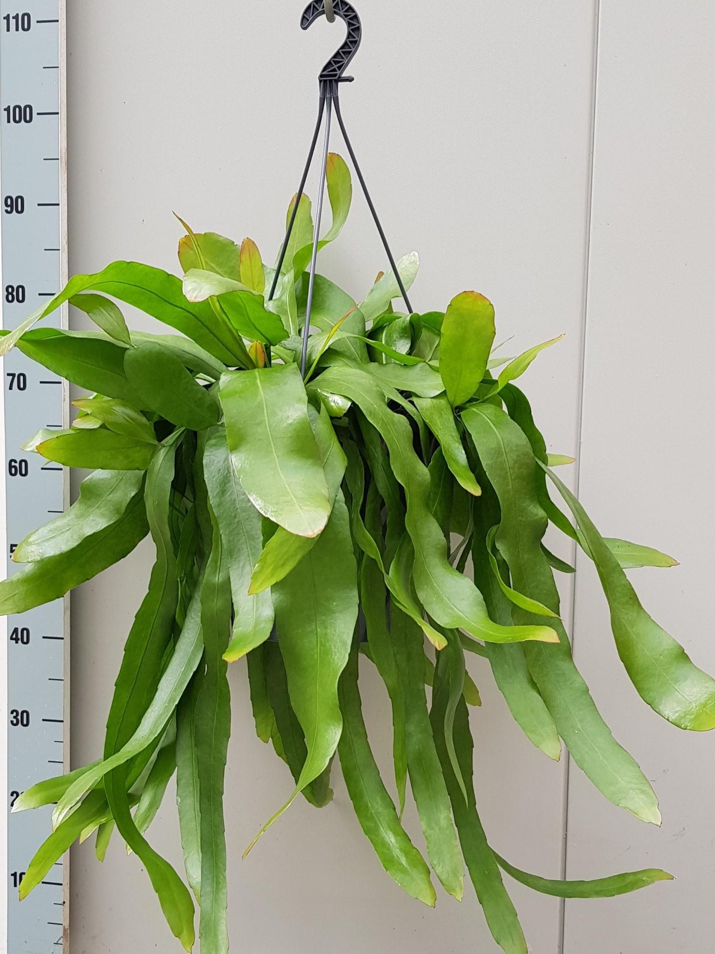 Epiphyllum Pumilum – pflegeleichte Zimmerpflanze Ø25cm