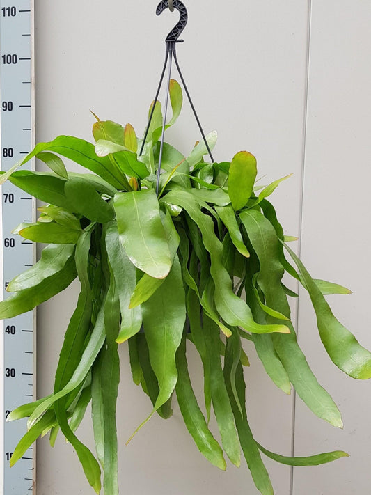 Epiphyllum Pumilum – pflegeleichte Zimmerpflanze Ø25cm