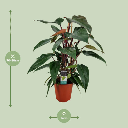 Philodendron New Red Pyramide – Pflegeleichte Zimmerpflanze Ø19cm