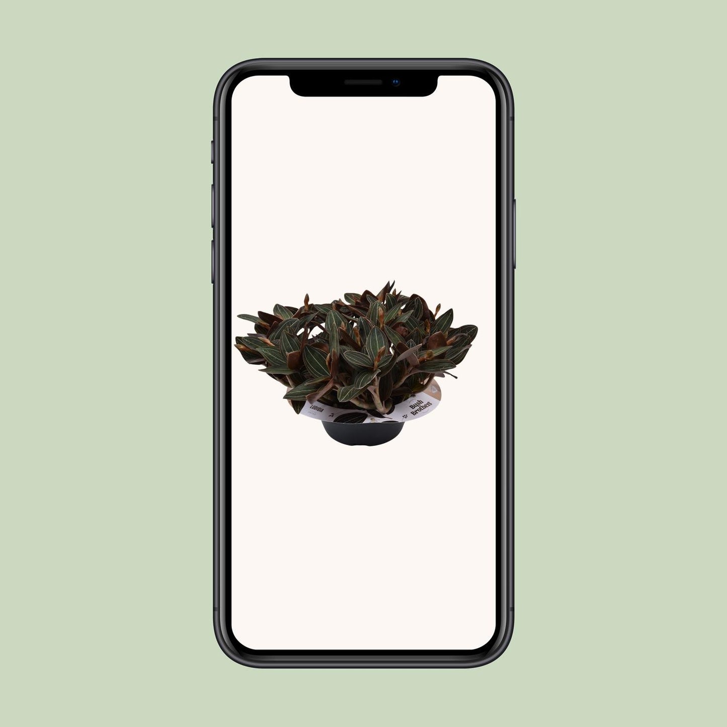 Ludisia discolor – Schwarze Juwelorchidee Ø23 cm, 45 cm hoch
