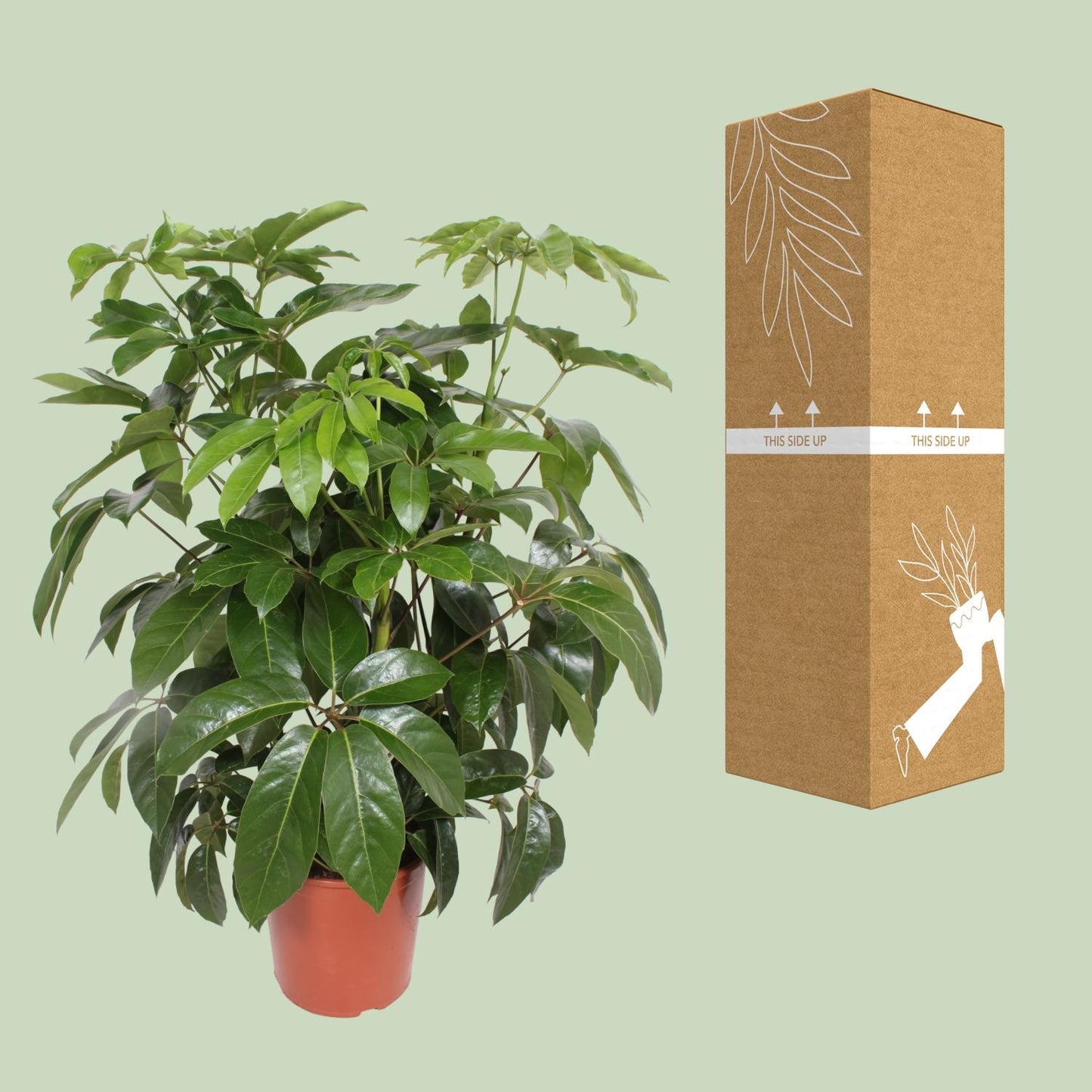 Schefflera Actinophylla 'Amate' – Schirmpflanze Ø30cm, 120cm hoch