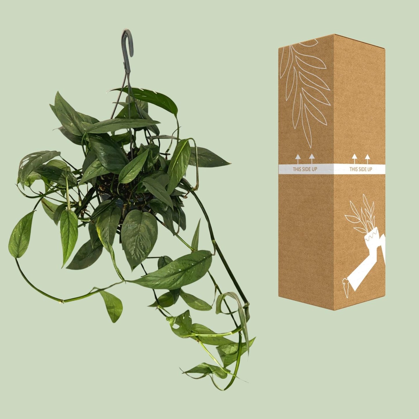 Epipremnum 'Cebu Blue' – pflegeleichte Zimmerpflanze Ø15cm