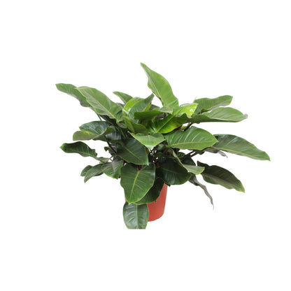 Philodendron Imperial Green – 90 cm pflegeleichte Zimmerpflanze