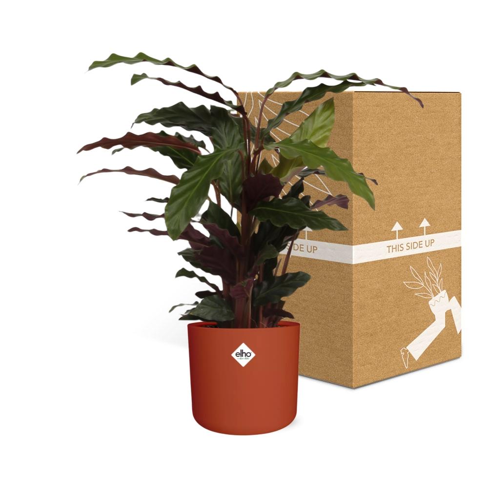 Calathea Rufibarba ‘Tropistar’ in ELHO b.for soft rond 14cm brique