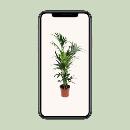 Kentia Palme – Elegante, pflegeleichte Zimmerpflanze Ø24cm