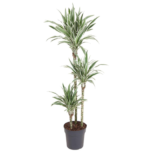 Dracaena White Stripe – 150 cm pflegeleichte Zimmerpflanze