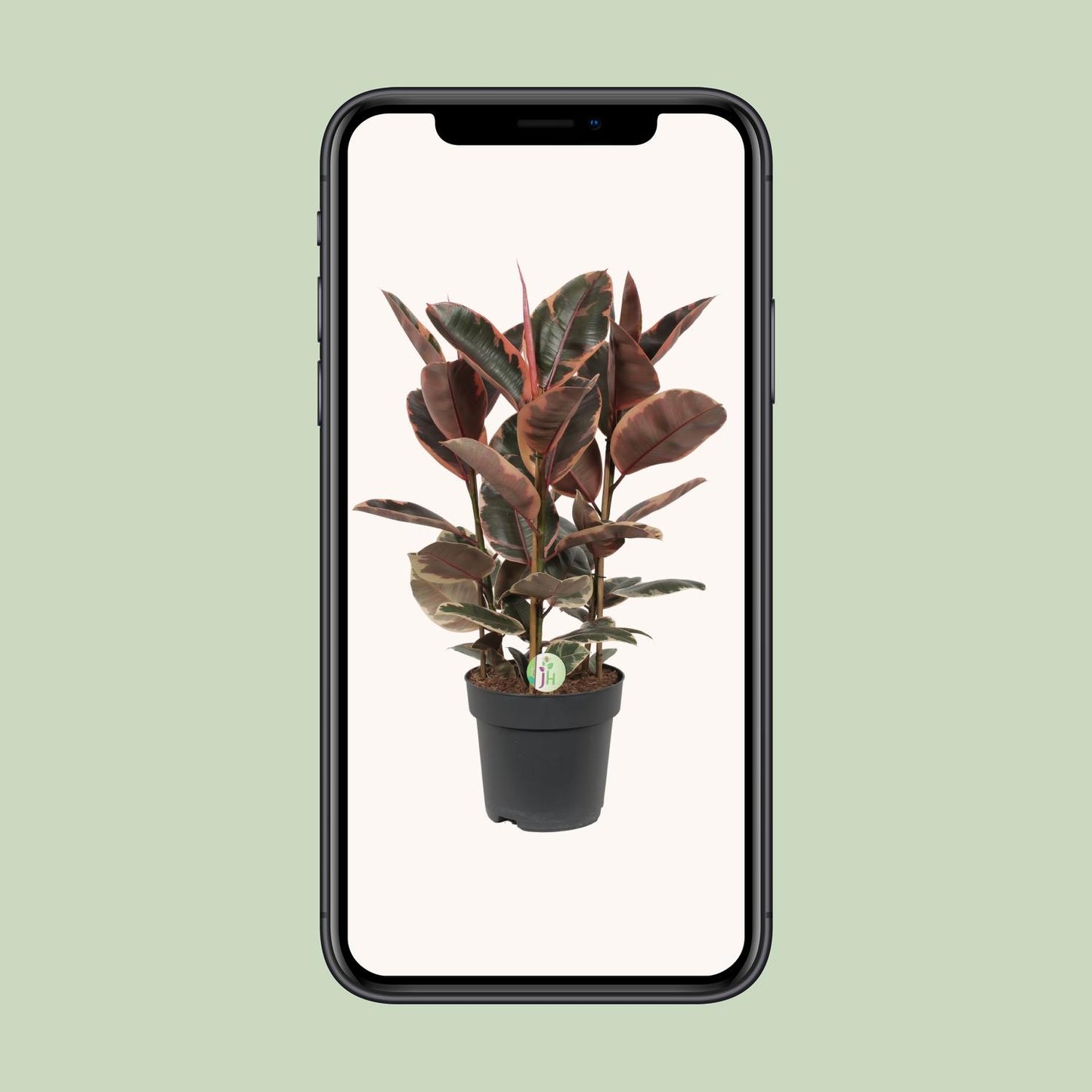 Ficus Belize – Pflegeleichte Zimmerpflanze Ø27cm