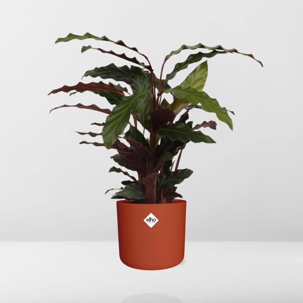 Calathea Rufibarba ‘Tropistar’ in ELHO b.for soft rond 14cm brique