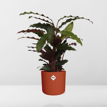 Calathea Rufibarba ‘Tropistar’ in ELHO b.for soft rond 14cm brique
