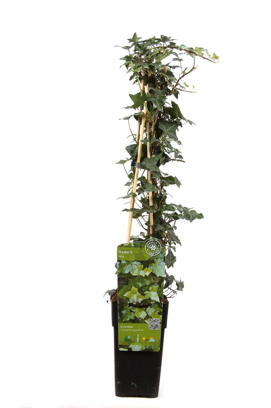 Hedera helix - Pflegeleichter Efeu Kletterpflanze Ø15cm