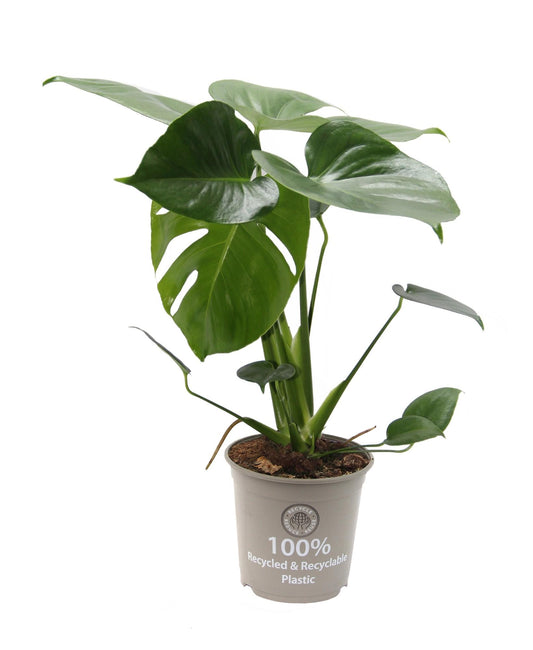Monstera Deliciosa - Pflegeleichtes Fensterblatt Ø15cm