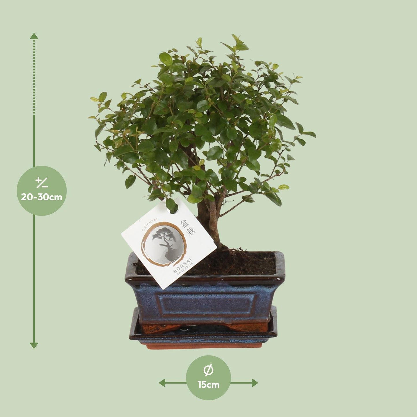 Bonsai 'Sageretia' – Kugelform Ø15cm, Höhe 30cm