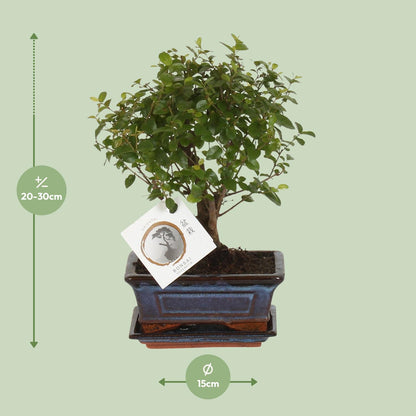Bonsai 'Sageretia' – Kugelform Ø15cm, Höhe 30cm