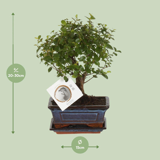 Bonsai 'Sageretia' – Kugelform Ø15cm, Höhe 30cm
