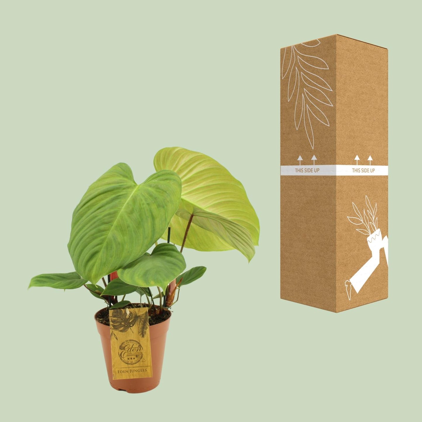 Philodendron Fuzzy Petiole – Pflegeleichte Zimmerpflanze Ø15cm