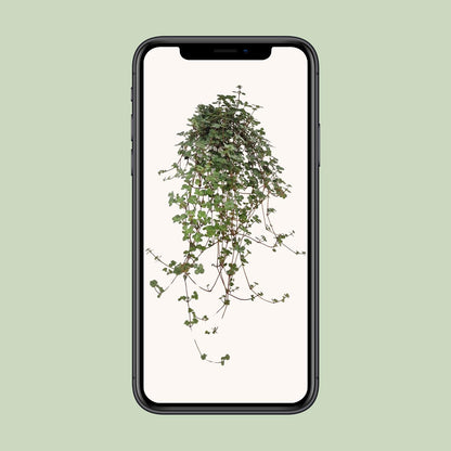 Pilea Glaucophylla – pflegeleichte Zimmerpflanze Ø11 cm