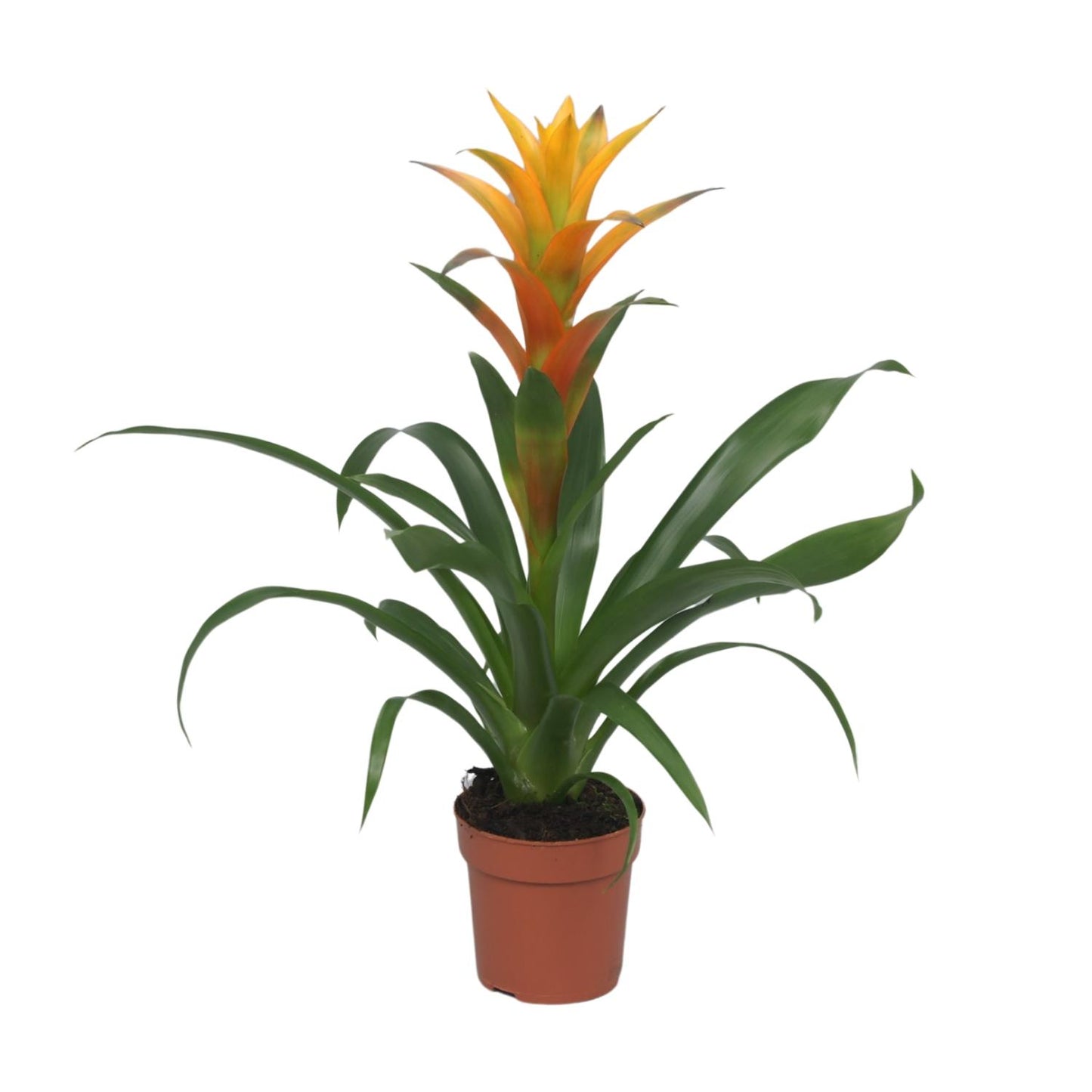 Guzmania Solara – Pflegeleichte tropische Zimmerpflanze Ø12cm