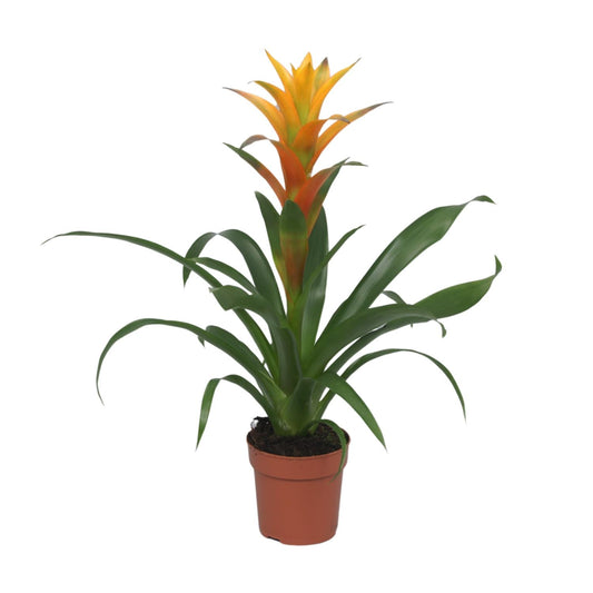 Guzmania Solara – Pflegeleichte tropische Zimmerpflanze Ø12cm