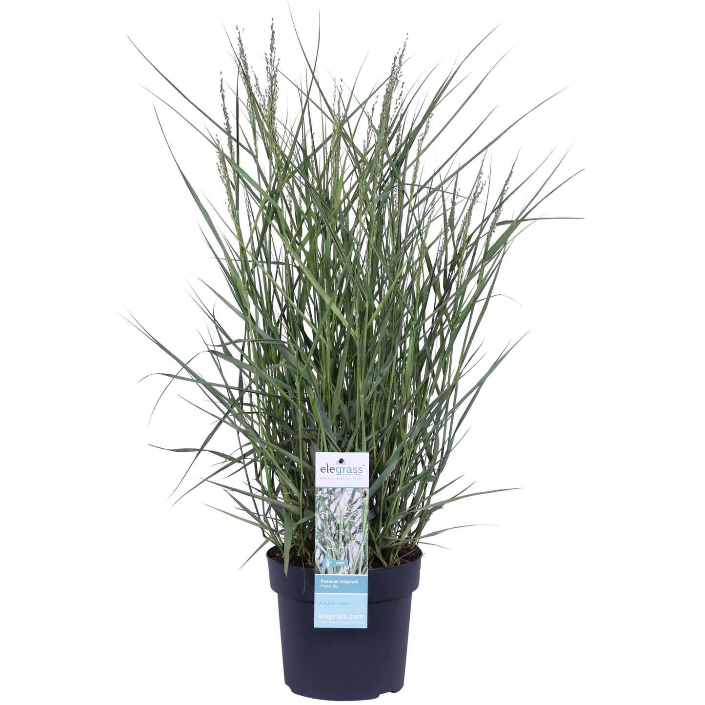 Panicum virgatum 'Prairie Sky' – Pflegeleichtes Ziergras Ø19cm