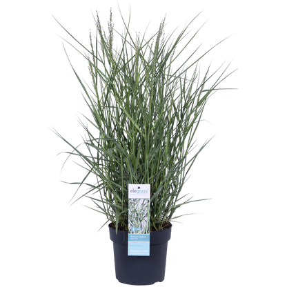 Panicum virgatum 'Prairie Sky' – Pflegeleichtes Ziergras Ø19cm