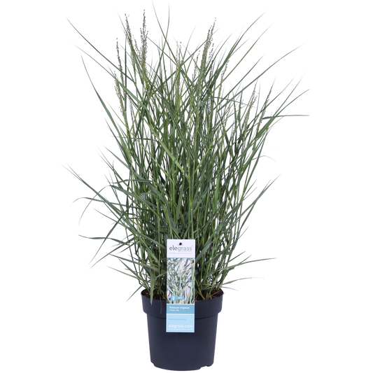 Panicum virgatum 'Prairie Sky' – Pflegeleichtes Ziergras Ø19cm