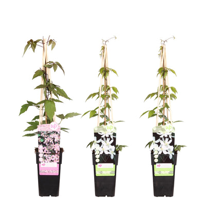 3er-Set Clematis Montana – Pflegeleichte Kletterpflanzen Ø15cm