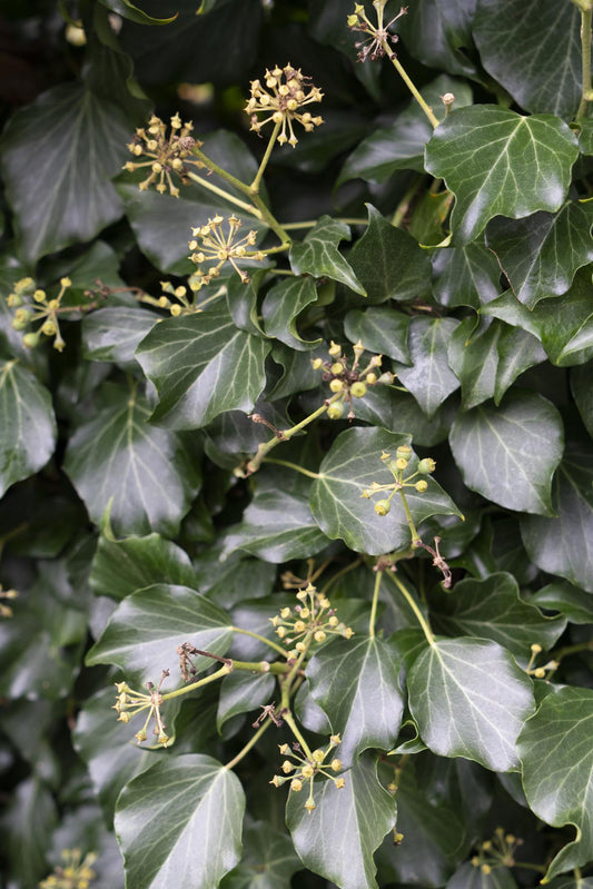 4x Hedera hibernica – Robuster Irischer Efeu Ø15cm, 65cm hoch