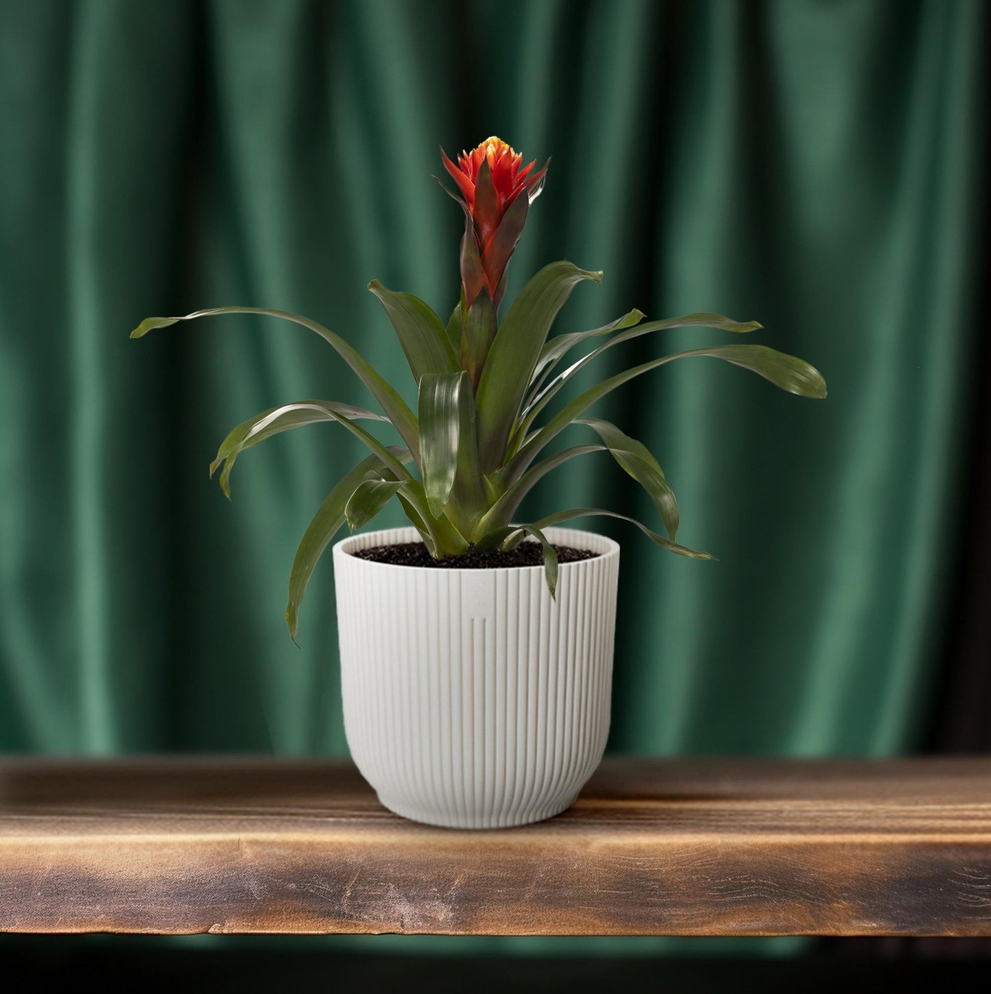 Guzmania Happiness – Tropische, pflegeleichte Zimmerpflanze Ø12 cm