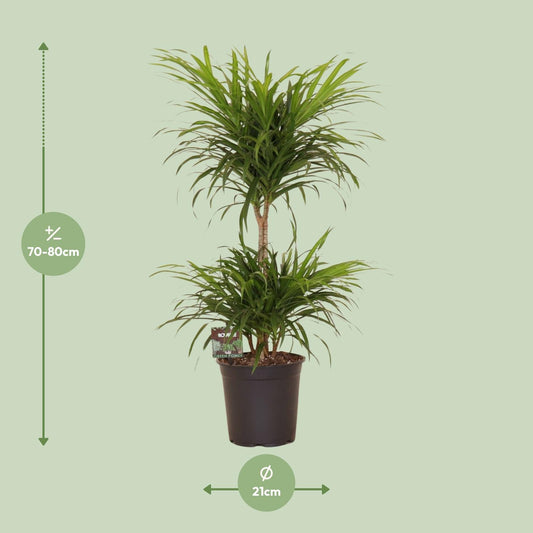 Dracaena Reflexa Anita Variegata – Pflegeleichte Trendpflanze Ø21cm