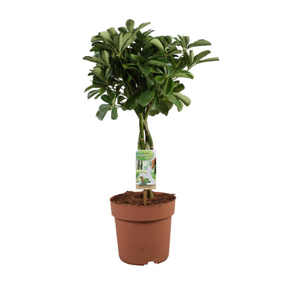 Schefflera Arboricola Nora – pflegeleichte Zimmerpflanze Ø21cm