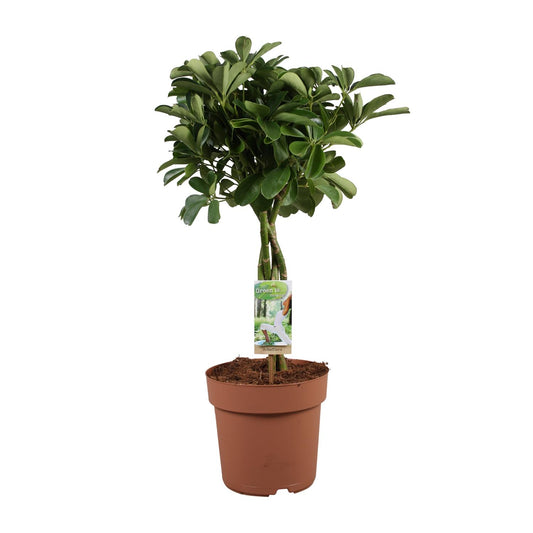 Schefflera Arboricola Nora – pflegeleichte Zimmerpflanze Ø21cm