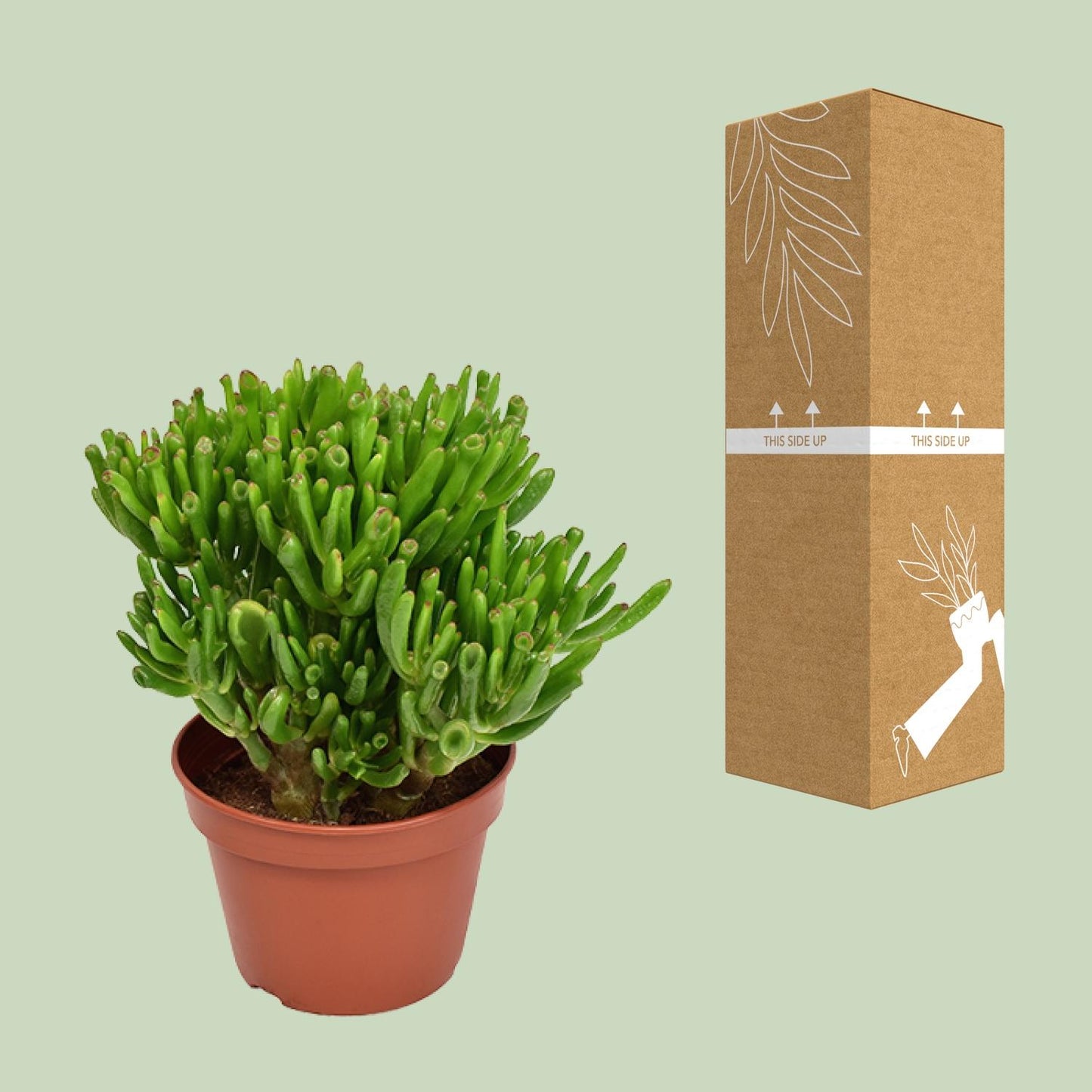 Crassula Hobbit – pflegeleichte Sukkulente Ø15cm
